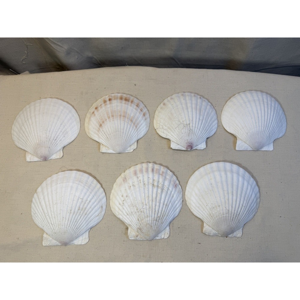 7 Large Natural Scallop Seashells White Beach Decor Crafts Lot
